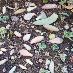 Succulent Leaves for Propagation - 100-300 Leaves, 50+ Varieties - Image 4