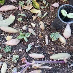 Succulent Leaves for Propagation - 100-300 Leaves, 50+ Varieties - Image 5