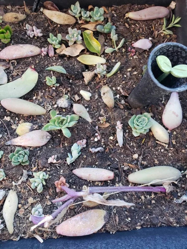 Succulent Leaves for Propagation - 100-300 Leaves, 50+ Varieties - Image 5