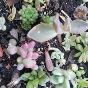 Succulent Leaves for Propagation - 100-300 Leaves, 50+ Varieties - Image 6