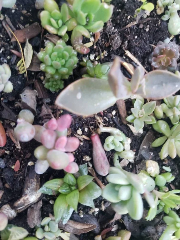 Succulent Leaves for Propagation - 100-300 Leaves, 50+ Varieties - Image 6