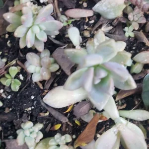 Succulent Leaves for Propagation - 100-300 Leaves, 50+ Varieties - Image 7