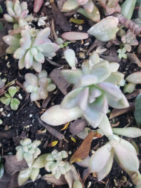 Succulent Leaves for Propagation - 100-300 Leaves, 50+ Varieties - Image 7