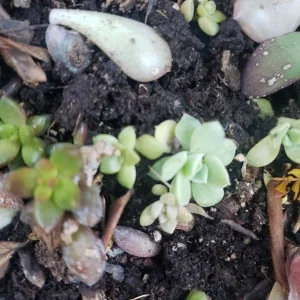 Succulent Leaves for Propagation - 100-300 Leaves, 50+ Varieties - Image 8