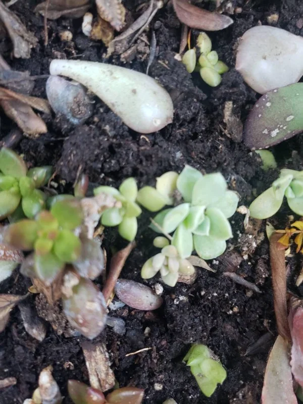 Succulent Leaves for Propagation - 100-300 Leaves, 50+ Varieties - Image 8