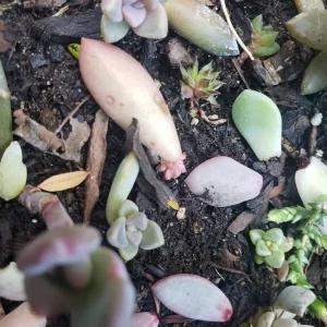 Succulent Leaves for Propagation - 100-300 Leaves, 50+ Varieties - Image 9