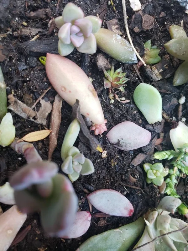 Succulent Leaves for Propagation - 100-300 Leaves, 50+ Varieties - Image 9