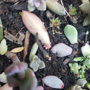 Succulent Leaves for Propagation - 100-300 Leaves, 50+ Varieties - Image 9