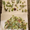 Succulent Leaves for Propagation - 100-300 Leaves, 50+ Varieties - Image 1
