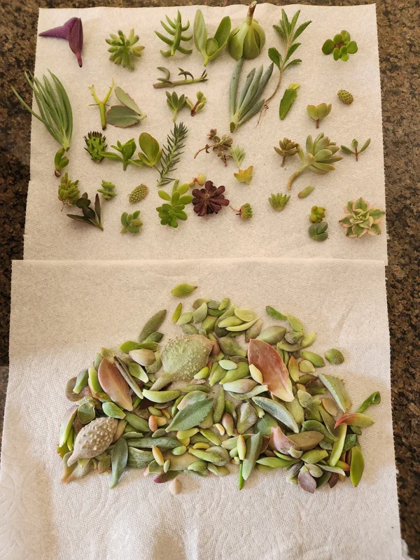 Succulent Leaves for Propagation - 100-300 Leaves, 50+ Varieties - Image 1
