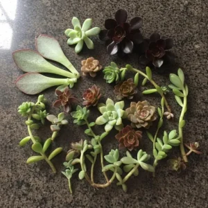 Succulent Propagation Kit - 500 Leaves & 500 Cuttings, Live Plant Material, Beginner Guide - Image 4