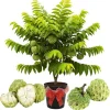 Sugar Apple Live Plant - 5-Gallon Pot, 4-5 Ft Tall, Tropical Fruit Tree - Image 1
