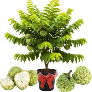 Sugar Apple Live Plant - 5-Gallon Pot, 4-5 Ft Tall, Tropical Fruit Tree - Image 1