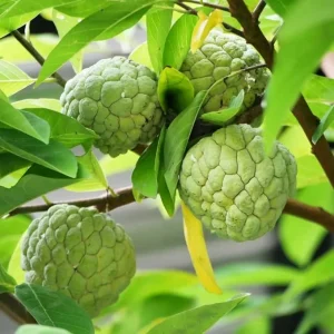 Sugar Apple Live Plant - Annona Squamosa Fruit Tree, 7-12 Inch Tall, 3.5