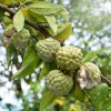 Sugar Apple Live Plant, Annona Squamosa Fruit Tree, 7-9'' Tall, Potted - Image 1