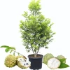 Sugar Apple Tree Live Plant - 5 Gallon Pot, 3-4 Feet Tall, Sweet Fruit - Image 1