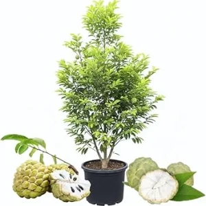 Sugar Apple Tree Live Plant - 5 Gallon Pot, 3-4 Feet Tall, Sweet Fruit - Image 3