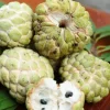 Sugar Apple Tree Live Plant, Annona Squamosa, 6-10 Inch Tall, 3 Inch Pot - Image 1