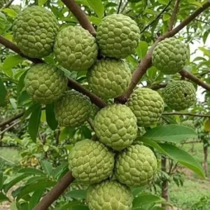 Sugar Apple Tree Live Plant, Annona Squamosa Sweet Fruit, 3 Inch Pot, 6-10 Inch Tall, Outdoor - Image 5