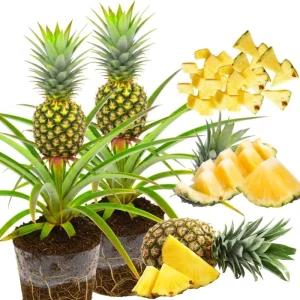 Sugarloaf Pineapple Live Plants - Pack of 2, 4-8 Inch Tall, Outdoor Fruit - Image 1