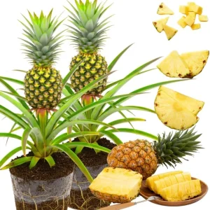 Sugarloaf Pineapple Live Plants - Pack of 2, 4-8 Inch Tall, Outdoor Fruit - Image 3