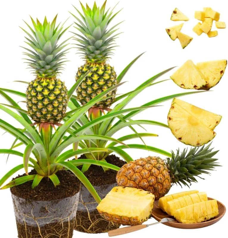 Sugarloaf Pineapple Live Plants - Pack of 2, 4-8 Inch Tall, Outdoor Fruit - Image 3