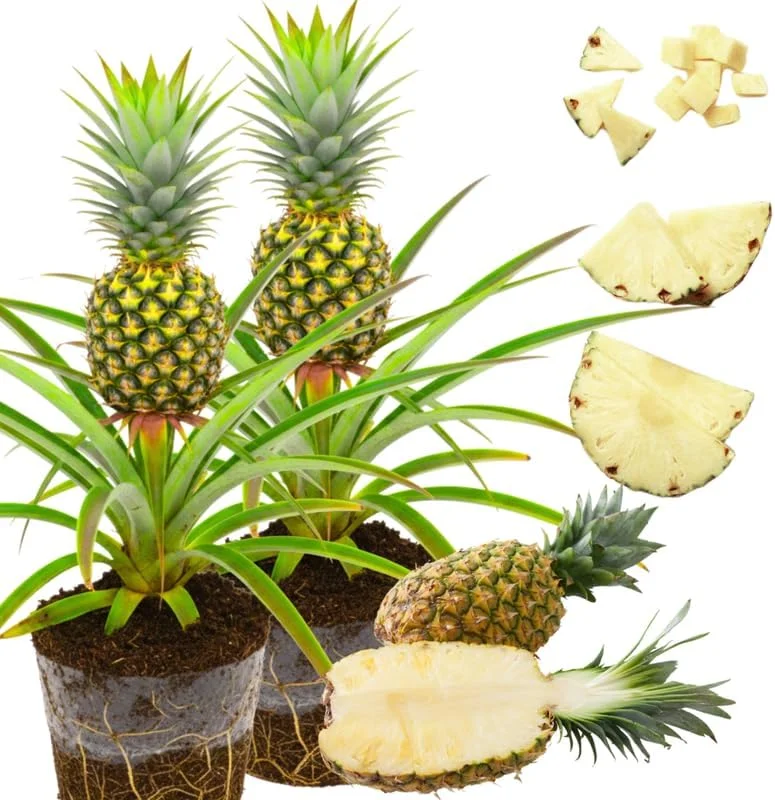 Sugarloaf Pineapple Live Plants - Pack of 2, 4-8 Inch Tall, Outdoor Fruit - Image 4