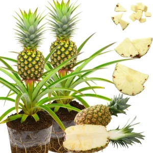 Sugarloaf Pineapple Plants Live - Pack of 2, 4-8 Inch, Tropical Fruit - Image 5