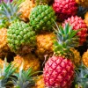 Sugarloaf Pineapple Plants Live - Pack of 2, 4-8 Inch, Tropical Fruit - Image 1