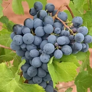 Summer Royal Seedless Grape Vine Live Plant – 2 Year Old – Black Grapes – Zones 6-10 - Image 5