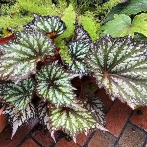 Summer Storm Begonia Live Plant – Rex Begonia – 2 Pack, 5-7 Inch Tall – Indoor/Outdoor - Image 2
