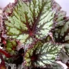 Summer Storm Begonia Live Plant – Rex Begonia – 2 Pack, 5-7 Inch Tall – Indoor/Outdoor - Image 1