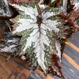 Summer Storm Begonia Plant – Live Bush Angel Wing Begonia – 5-7 Inch Tall - Image 3