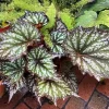 Summer Storm Begonia Plant – Live Bush Angel Wing Begonia – 5-7 Inch Tall - Image 1