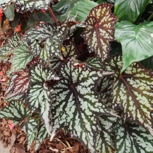 Summer Storm Begonia Plant – Live Bush Angel Wing Begonia – 5-7 Inch Tall - Image 5