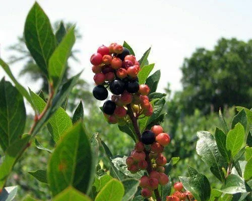 Sunshine Blue Blueberry Live Plant - Southern Highbush - Edible Fruit Bush - Image 3