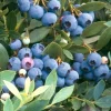 Sunshine Blue Blueberry Live Plant - Southern Highbush - Edible Fruit Bush - Image 1