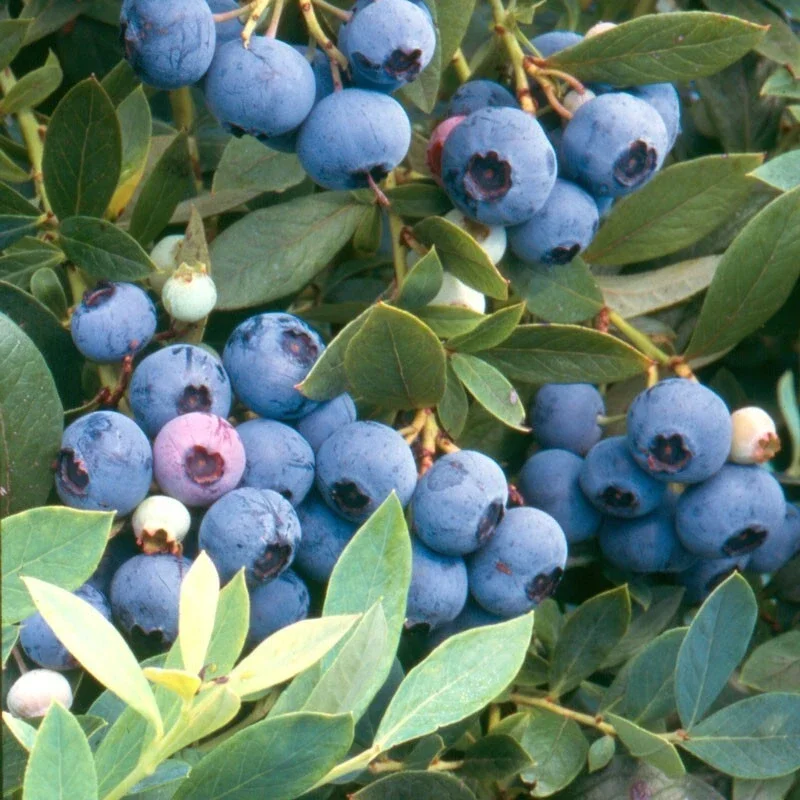 Sunshine Blue Blueberry Live Plant - Southern Highbush - Edible Fruit Bush - Image 1