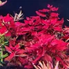 Super Red Ludwigia Live Aquarium Plant - 5 to 7 Stems, Freshwater Aquatic - Image 1