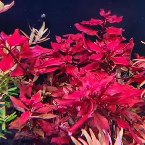 Super Red Ludwigia Live Aquarium Plant - 5 to 7 Stems, Freshwater Aquatic - Image 4