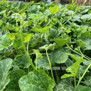 Super Squash Buds Pumpkin Seeds - 80 High Top Planting Seeds for Garden - Image 3