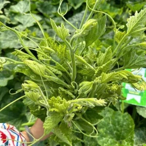 Super Squash Buds Pumpkin Seeds - 80 High Top Planting Seeds for Garden - Image 4