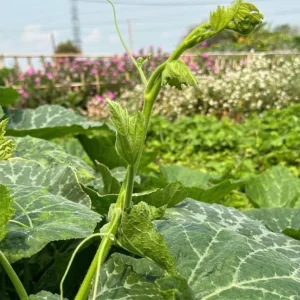 Super Squash Buds Pumpkin Seeds - 80 High Top Planting Seeds for Garden - Image 5