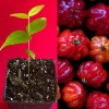Surinam Cherry Eugenia Uniflora Live Plant - Red Pitanga Tree, 3-6" Tall, 2.5" Pot - Image 1