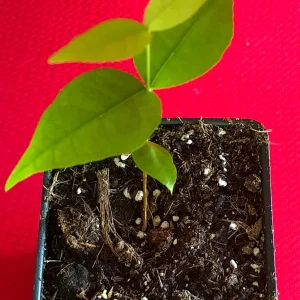 Surinam Cherry Eugenia Uniflora Live Plant - Red Pitanga Tree, 3-6