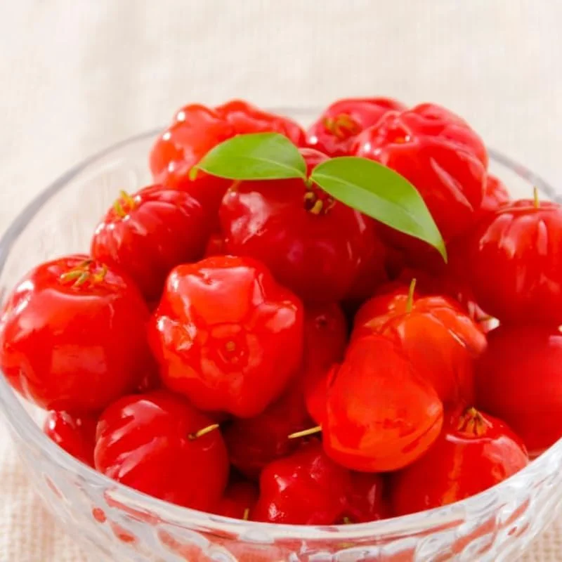 Surinam Cherry Tree Live Plant 4-8" Tall - Sweet Edible Fruit - Image 2