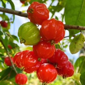 Surinam Cherry Tree Live Plant 4-8