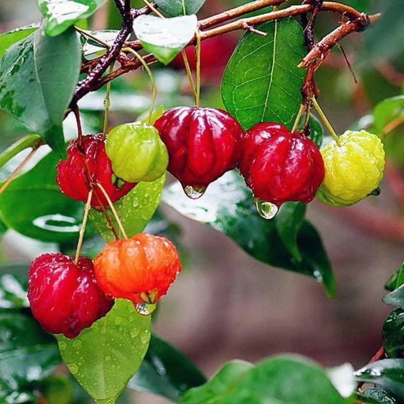 Surinam Cherry Tree Live Plant 4-8" Tall - Sweet Edible Fruit - Image 4