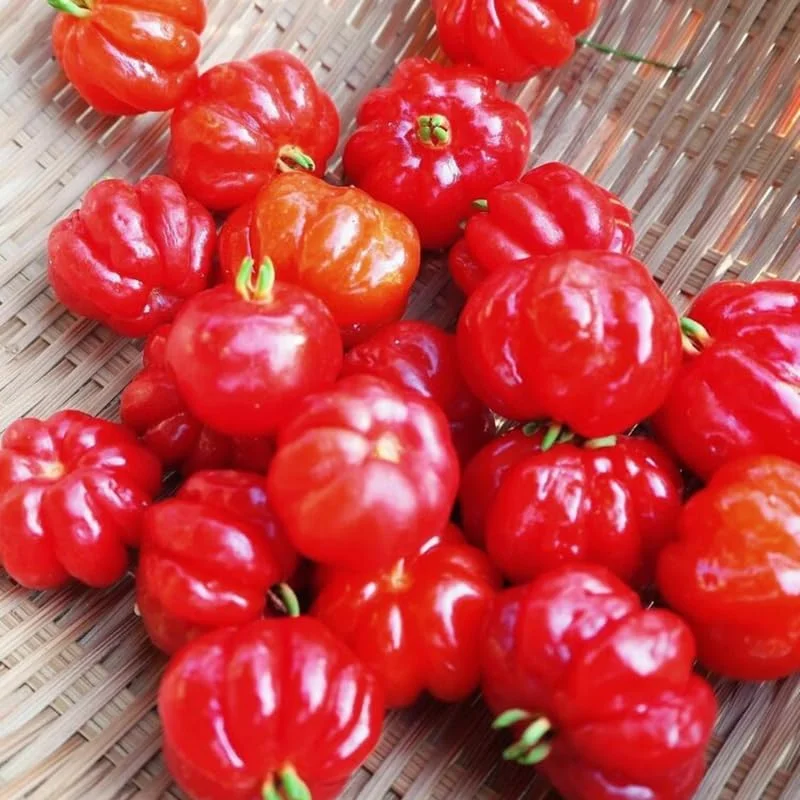 Surinam Cherry Tree Live Plant 4-8" Tall - Sweet Edible Fruit - Image 5