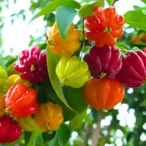 Surinam Cherry Tree Live Plant 4-8